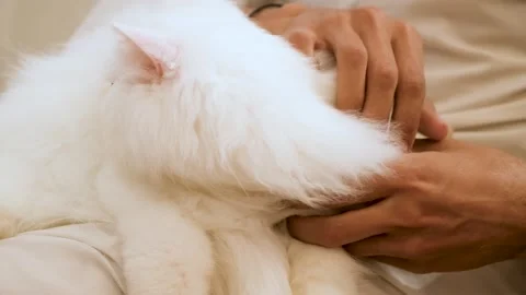 Cat's happy time. Playing Cat with a Girl. angry cat face Stock Footage 343817318