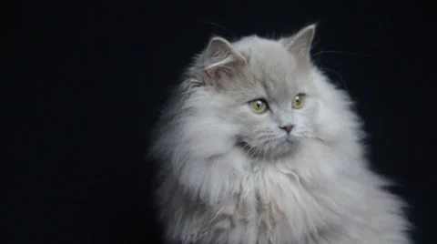 Cats Have Powerful Night Vision Stock Footage 35492484