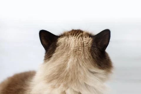 Cat's head close-up. back view Stock-Fotos