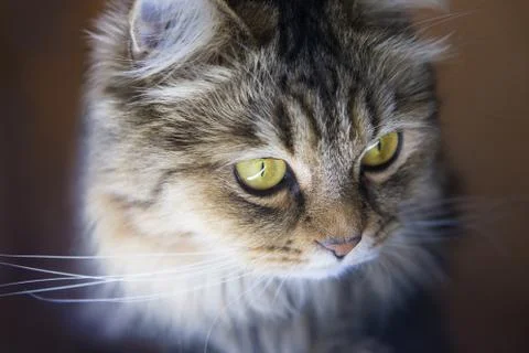 Cat's head close-up Stock Photos