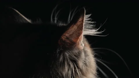 Cat's hear listening in darkness Stock Footage 130730331