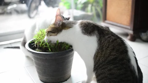 Cats' herb Stock Footage 158278967