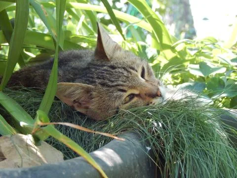 Cat's holiday Foto stock