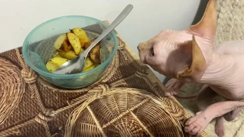 Cats at home. Table check. What is delicious here. Stock Footage 237476057