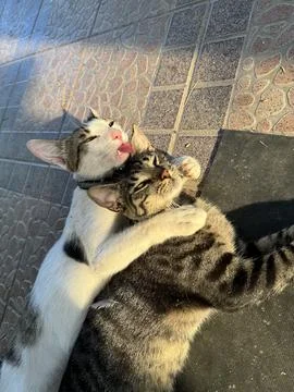 Cats hugging Stock Photos