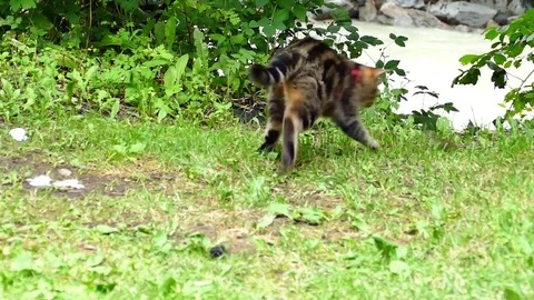 Cats hunting mouse Stock Footage