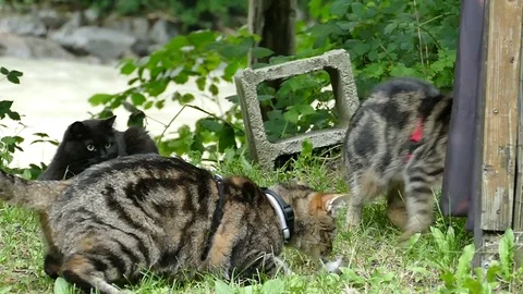 Cats hunting mouse Stock Footage 78999324
