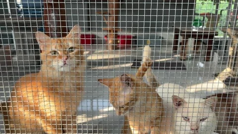 Cats Inside a Wire Cage Stock Footage 311354137