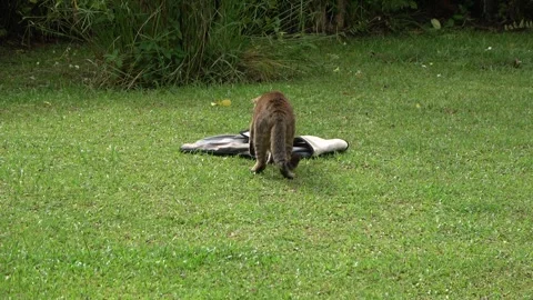 Cat's instinctive snake response, Malaysia Stock Footage 328254752