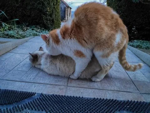 Cats Interacting in Nature 写真素材