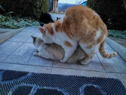 Cats Interacting in Nature 스톡 사진