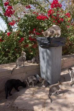 Cats joking with trash Stock Photos