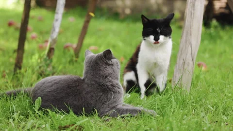 Cats laying down on the ground enjoying the shade and the sun. Cats In The Grass Stock Footage 255506476