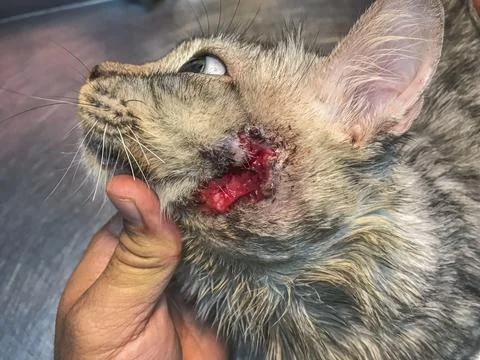 Cat's left cheek bears an enduring wound Stock Photos