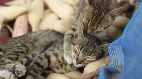 Cats licking each other 動画素材 42149937
