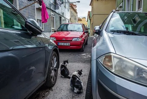 Cats in Lisbon Stock Photos