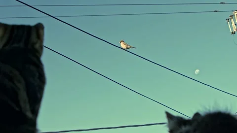Cats look at a bird on a wire Video stock 147564282