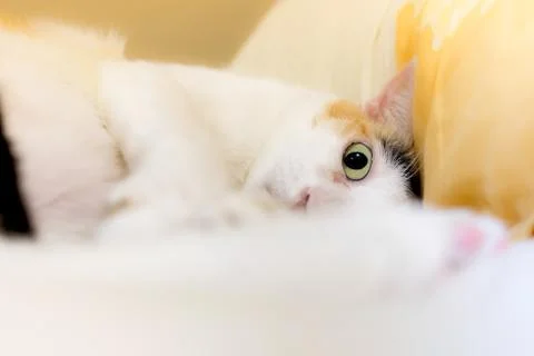 The cats look to the camera by the panic. Stock Photos