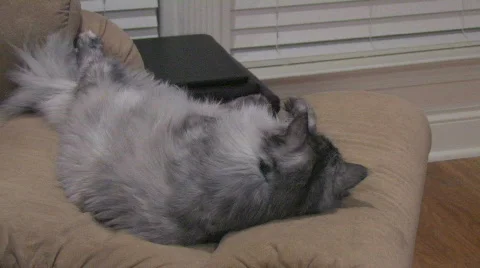 Cat's look 스톡 동영상 840650