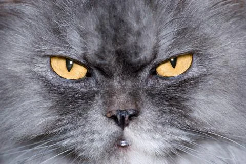 The cats look Stock Photos