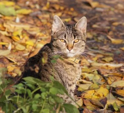 Cat's look. Stock Photos