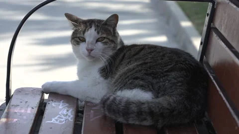 Cats looking camera Stock-Footage 311484848