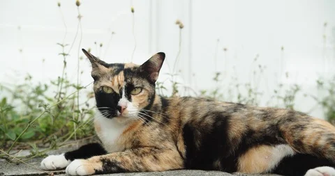Cats looking camera with suspicion. 4K Stock Footage 115268185