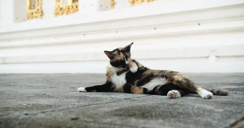 Cats looking camera with suspicion. 4K Stock Footage 115269344