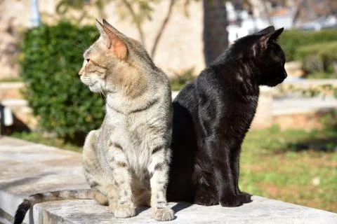 Cats looking left and right, opposite direction Stock Photos