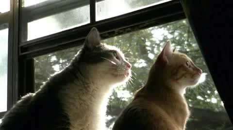 Cats Looking Out Of Window Video stock 10678191