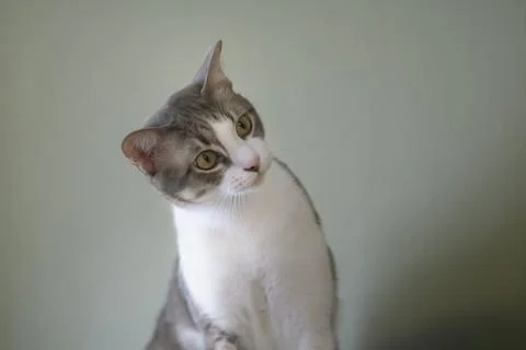 Cats looking Stock Photos