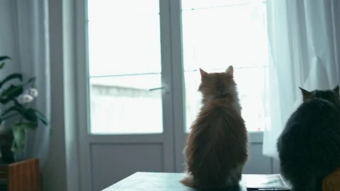 Cats looking in window Stock Footage 87955118
