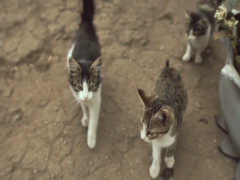 Cats looks at the camera Stock Footage 71828738
