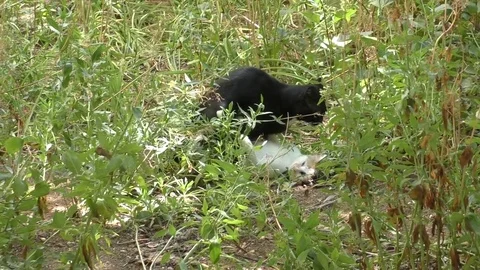 Cats Love 動画素材 79362867