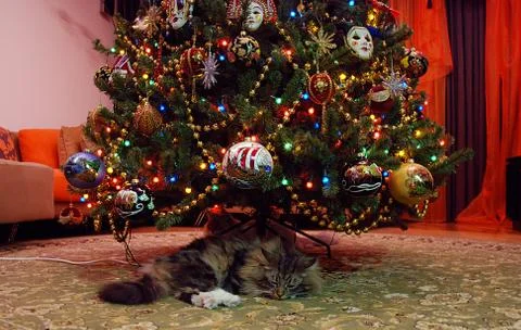 Cats, lovely fluffy pets Stock Photos