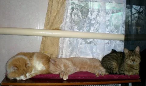 Cats, lovely fluffy pets. Stock Photos