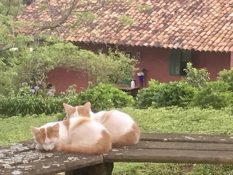 Cats lying on a board Stock Photos
