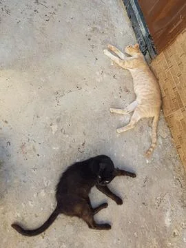 Cats lying on the floor Stock-Fotos