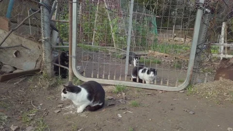 Cats lying on the ground in front a fence on the contryside Stock Footage 159950355
