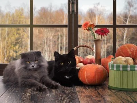 Cats lying on the windowsill. Outside the window, autumn. Pumpkins, onions in Stock Photos