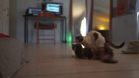 Cats mate at home - 4K 100 FPS Video stock 196200467