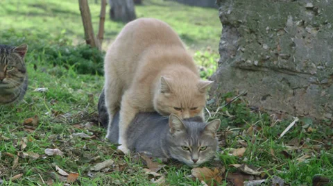Cats mating Stock Footage 33838945