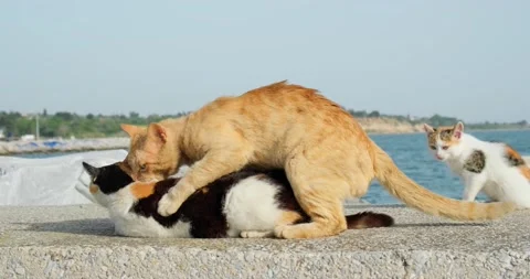 Cats mating outdoors during spring season. Video stock 154001221