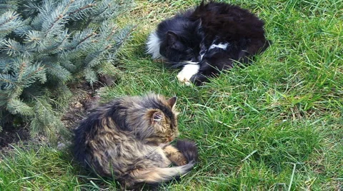 Cats on the meadow Stockbeeldmateriaal 995495