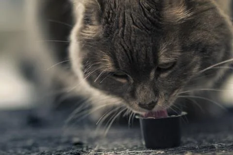 The Cats Milk 2 Stock Photos