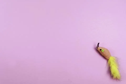Cat's mouse on the violet background. Copy space. Stock Photos