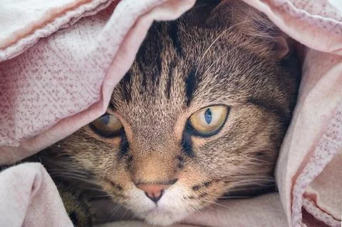 Cat's muzzle close-up. The cat peeks out from under the fabric. Stock Photos