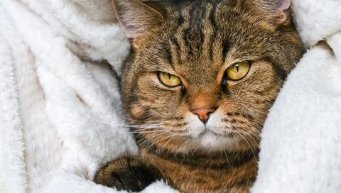 Cat's muzzle close-up. Cute striped cat in a soft blanket. The pet is resting. Stock Photos