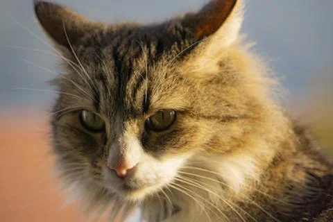 Cats muzzle face nice closeup Stock Photos