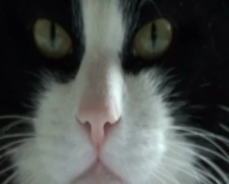 Cat's muzzle. Part 1 Stock Footage 712882